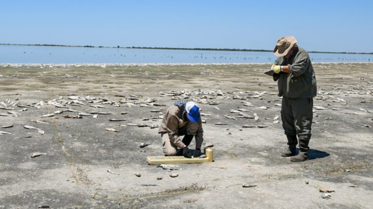 EL MINISTERIO DE AMBIENTE Y CAMBIO CLIMÁTICO ANALIZÓ LA MORTANDAD DE PECES EN LA LAGUNA DEL PLATA EN VERA Y PINTADO