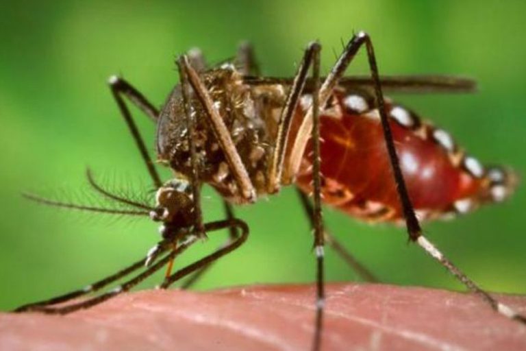 CONFIRMAN 8.000 CASOS DE DENGUE EN 13 JURISDICCIONES: SUBIERON CASI UN 95% EN UNA SEMANA