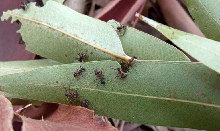 INTA: ESTUDIA BIOINSECTICIDAS HECHOS CON HONGOS COMO ALTERNATIVA AL USO DE LOS AGROQUÍMICOS