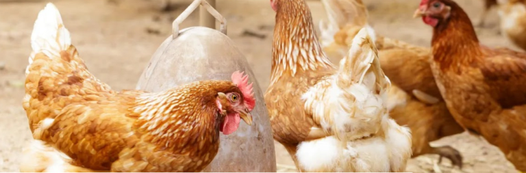 INFLUENZA AVIAR: ARGENTINA CERRÓ EL ÚLTIMO BROTE EN AVES COMERCIALES Y SE AUTODECLARÓ PAÍS LIBRE