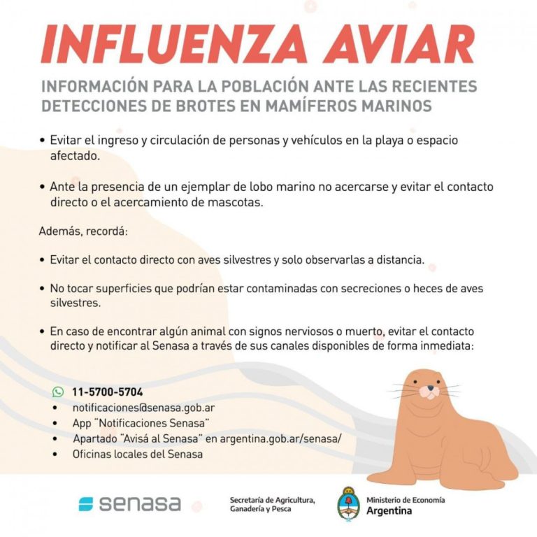 INFLUENZA AVIAR: SE CONFIRMÓ UN NUEVO CASO POSITIVO EN LOBOS MARINOS EN BUENOS AIRES