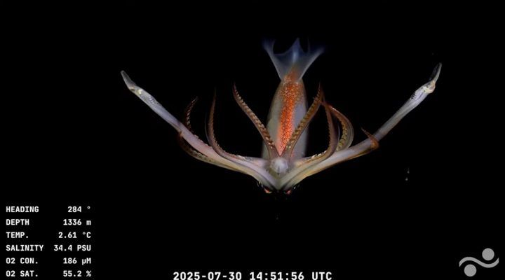 EL MARTES EMPIEZA OTRA EXPLORACIÓN DEL CONICET, EN AGUAS BAHIENSES Y CON TRANSMISIÓN EN VIVO