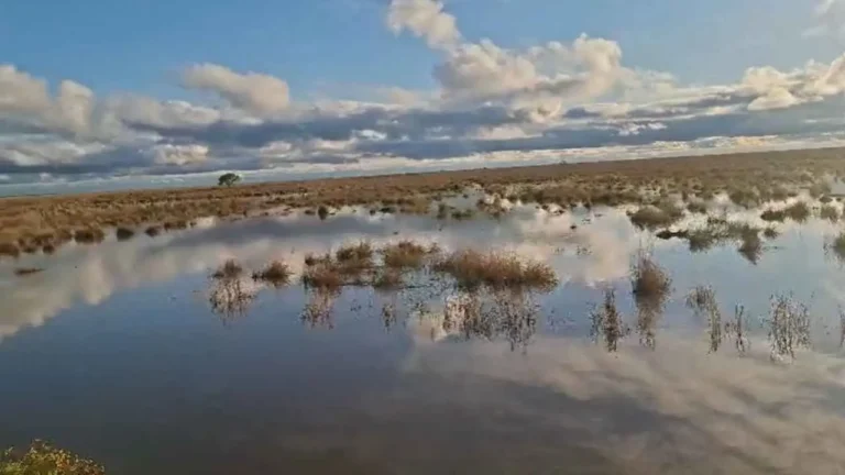 EL NIÑO IMPULSA CRECIDAS EN EL LITORAL Y EVACÚAN GANADO DE CAMPOS QUE QUEDAN BAJO EL AGUA
